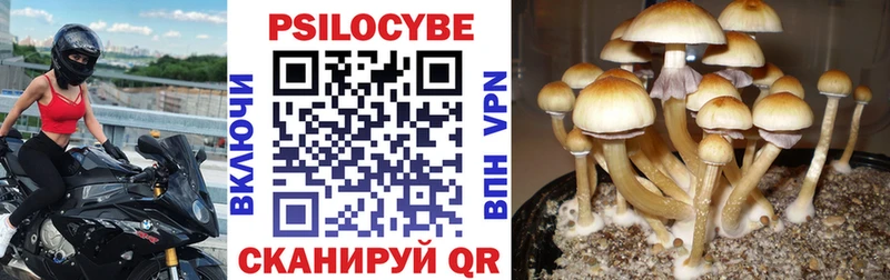 где можно купить   Петропавловск-Камчатский  Галлюциногенные грибы Magic Shrooms 